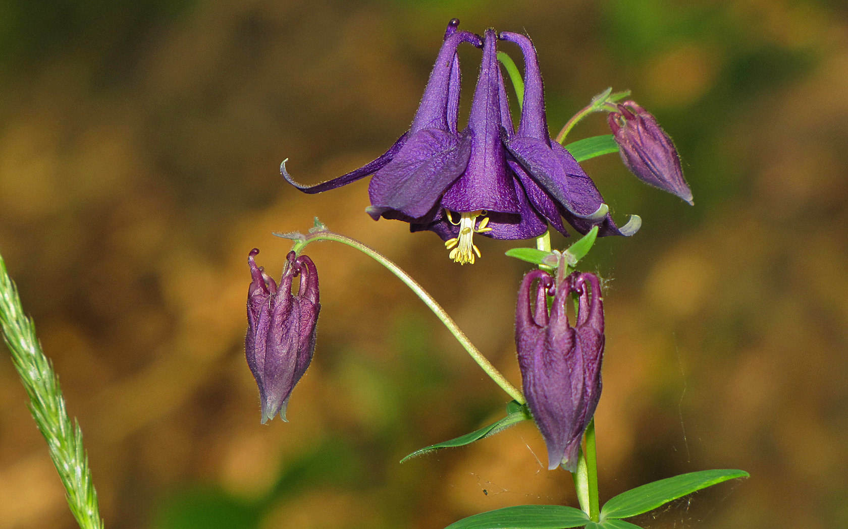 Aquilegia vulgaris?